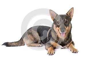 Swedish Vallhund in studio