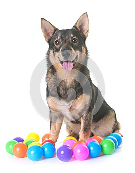 Swedish Vallhund in studio