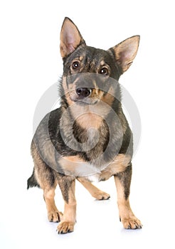 Swedish Vallhund in studio