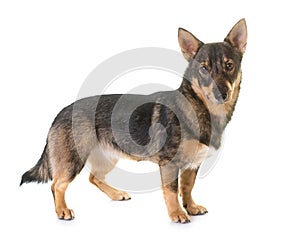 Swedish Vallhund in studio