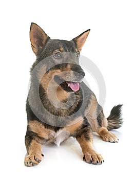 Swedish Vallhund in studio