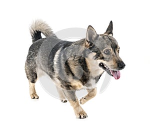 Swedish Vallhund in studio