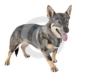 Swedish Vallhund in studio