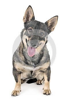 Swedish Vallhund in studio