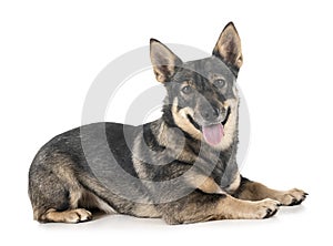 Swedish Vallhund in studio