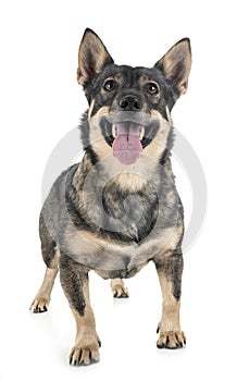 Swedish Vallhund in studio