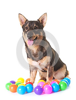 Swedish Vallhund in studio