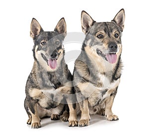 Swedish Vallhunds in studio