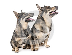 Swedish Vallhunds in studio