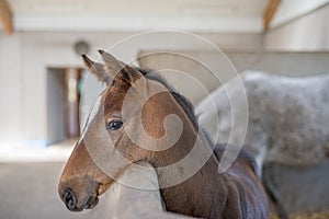 Swedish Warmblood foal