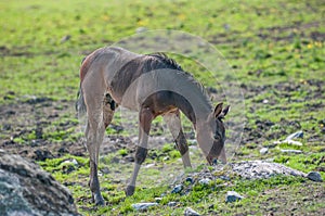 Swedish Warmblood foal