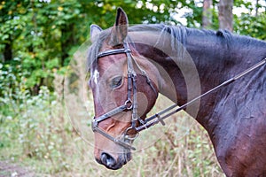 Swedish Warmblood mare