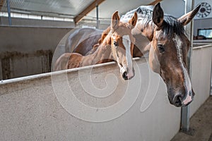 Swedish Warmblood mare with foal