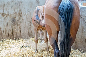 Swedish Warmblood mare with foal