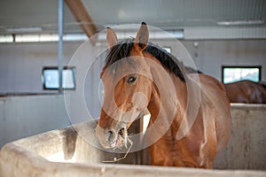 Swedish Warmblood mare in a stable