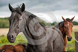 Swedish Warmblood mares