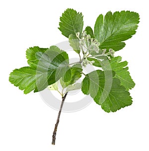 Swedish whitebeam, Sorbus intermedia twig isolated on white background