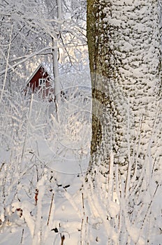 Swedish winter contrasts