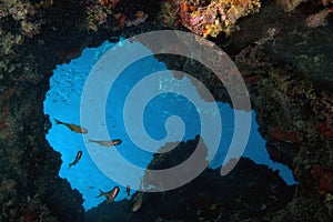 Sweeper Fishes Underwater