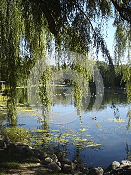 Sweeping willow tree over pond in summer.