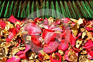 Sweepings Outdoor Petals Leaves Raking Up