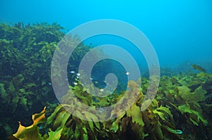 Sweeps hiding among kelp