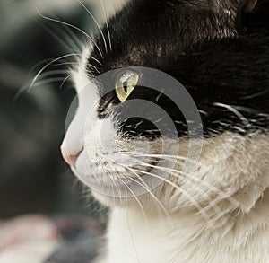 Sweepy, black and white cat - closeup of an eye. photo