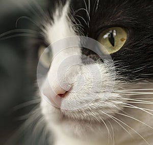 Sweepy, black and white cat - closeup his mouth.