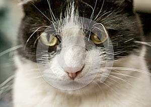 Sweepy, black and white cat - closeup of a nose and whiskers.