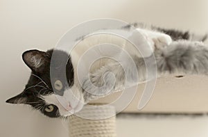 Sweepy - the cat/lying. photo