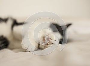 Sweepy the cat/sleeping. photo