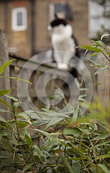 Sweepy - a fluffy cat seen trough some green bamboo leaves. photo