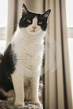 Sweepy - a white and black cat facing the camera.