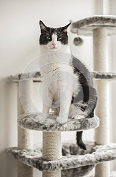 Sweepy - a white and black cat looking sleepy.