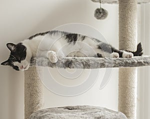 Sweepy - a white and black cat lying down with his head hanging. photo