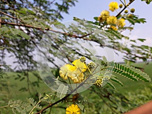 Sweet acacia tree in the India,  Vachellia farnesiana plant flowers,  yellow color acacia tree flower, sweet acacia plant in wild.