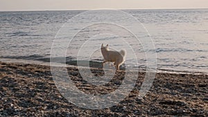 Sweet and active white siba inu dog having fun running on the sea shore in the morning front view slow motion