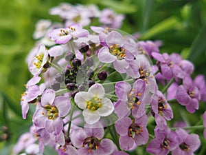Sweet alison flowering plant