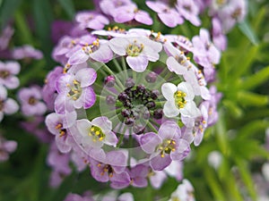 Sweet alison flowering plant