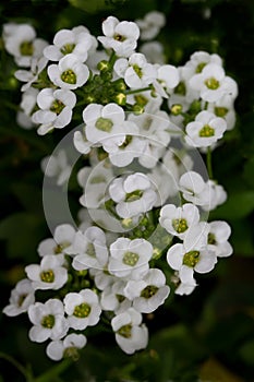 Sweet Alyssum