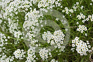 Sweet Alyssum