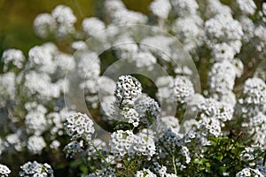 Sweet Alyssum or Alyssum Maritimum white flowers