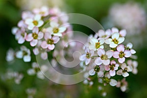 Sweet Alyssum flower