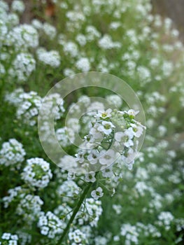 Sweet Alyssum. Little white flowers field.