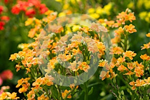 Sweet Alyssum (Lobularia maritima).