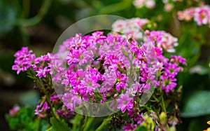 Sweet Alyssum (Lobularia maritima).