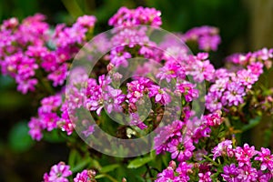 Sweet Alyssum (Lobularia maritima).