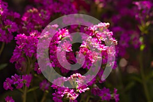 à¸ºSweet Alyssum (Lobularia maritima).