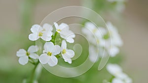 Sweet alyssum or lobularia maritima. Concept of spring, summer, environment day. Slow motion.