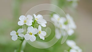 Sweet alyssum or lobularia maritima. Concept of spring, summer, environment day. Slow motion.